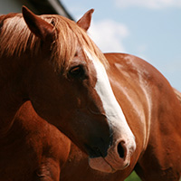 Home Breeding
