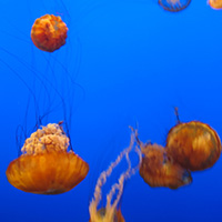 Home Clean Ocean