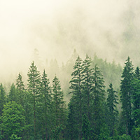 Home Forest